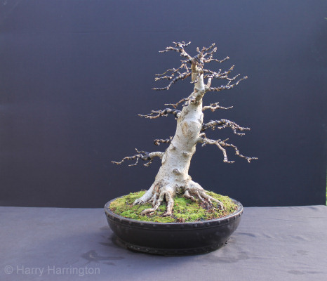 field maple bonsai approach graft roots